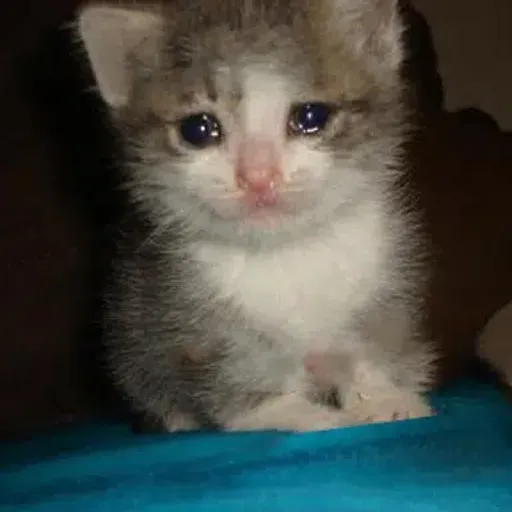 emokitteh