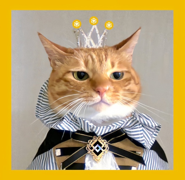 Binance cat