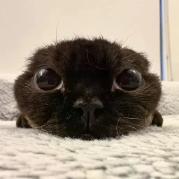 猪五花