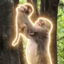 SIMBA