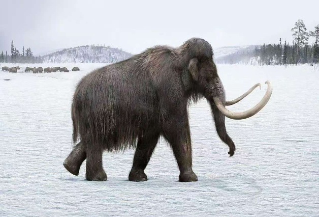 Colossal