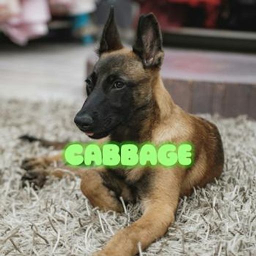 CABBAGE