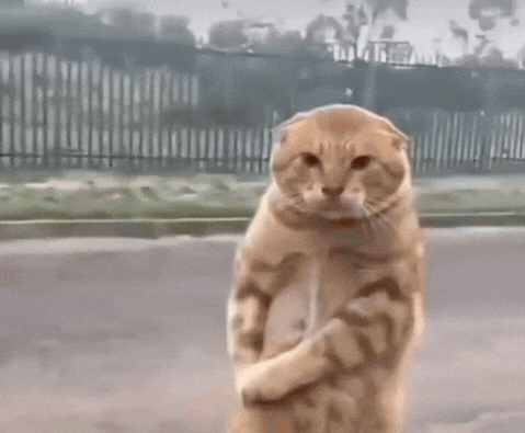 暴走橘猫