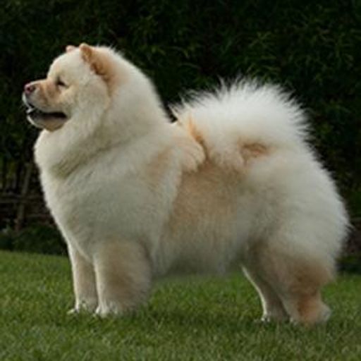 ChowChow