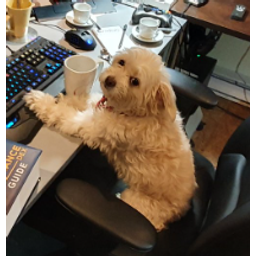BNBDOG