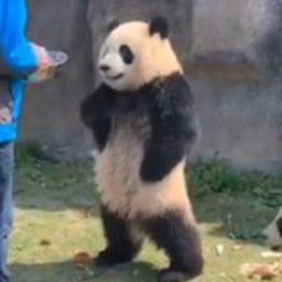 雪宝