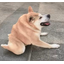 土豆