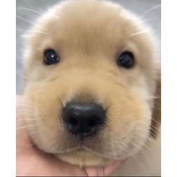 富贵