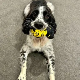 Furgys