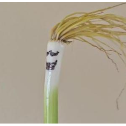 哈兰葱