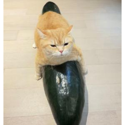 冬瓜小猫