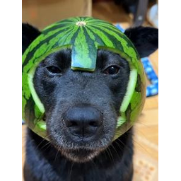 Watermelon Dog