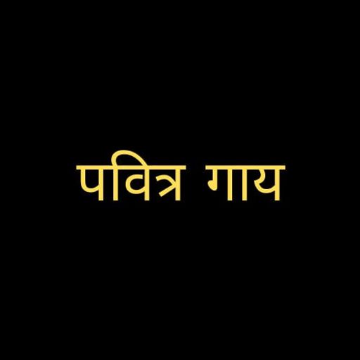 पवित्र गाय