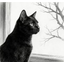 1cat
