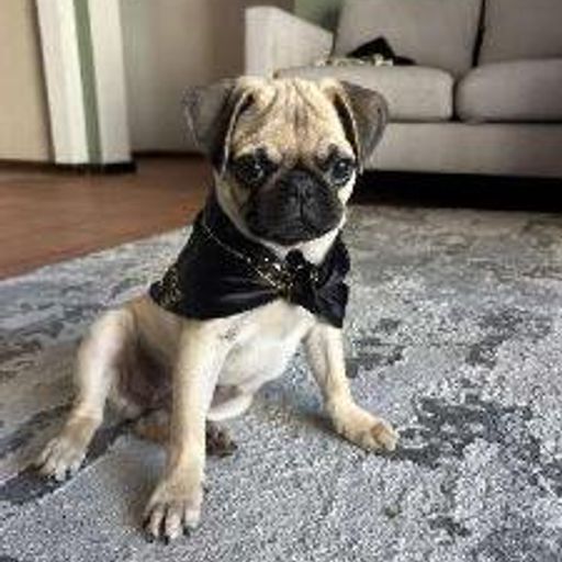 Cashdog
