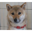 WAKO