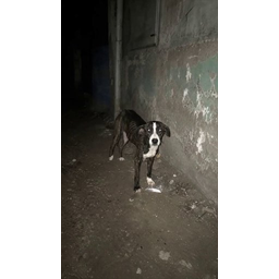 REBECA