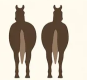 HORSEASS