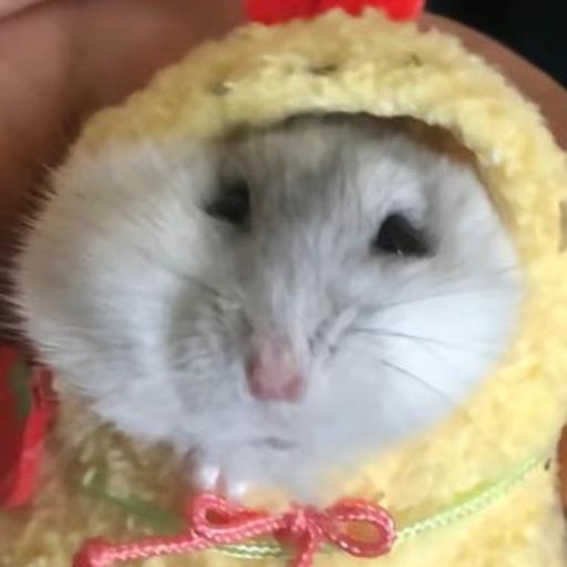 hamster