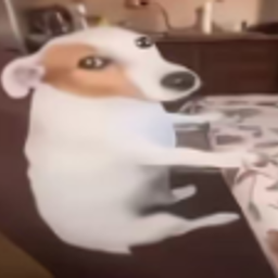 尴尬狗