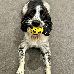 BNBDOG