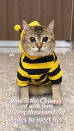 眉眉