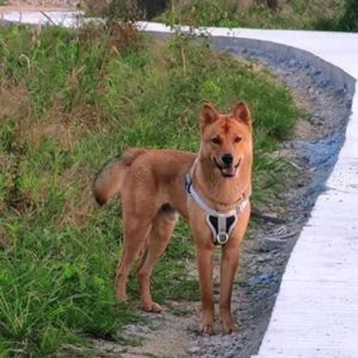 田园犬大黄（抖音）
