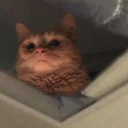 bnbmeow