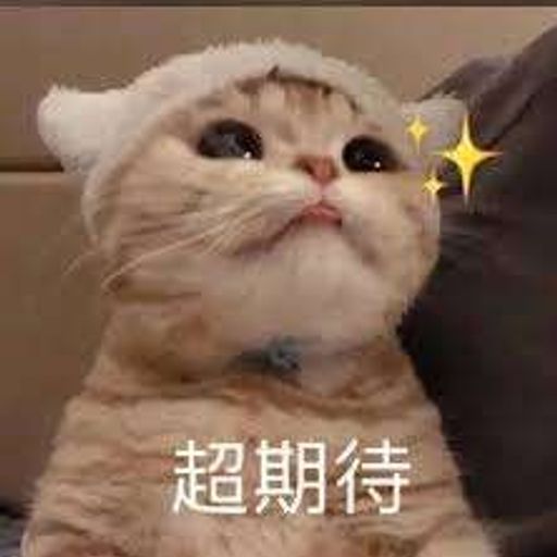 超期待猫猫