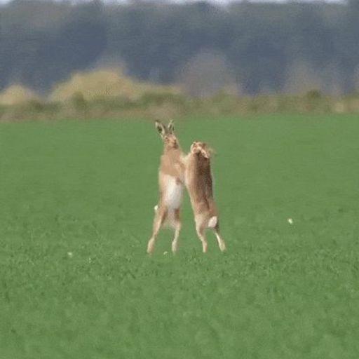 RABBIT
