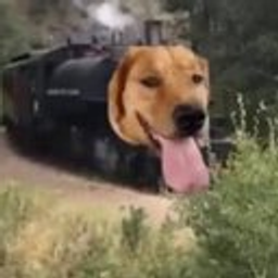 狗吠火车