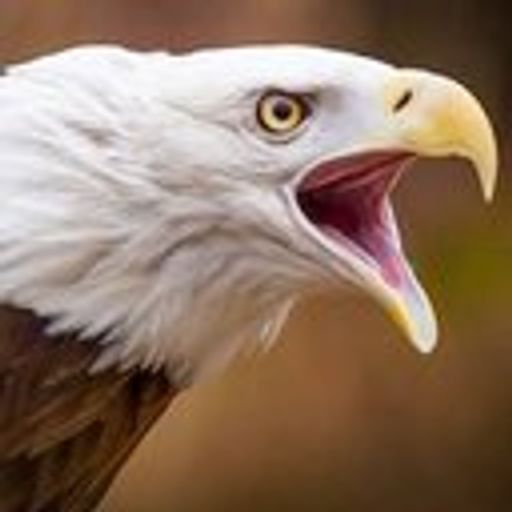 EAGLE