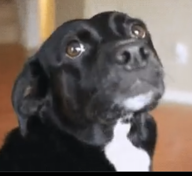 Moki