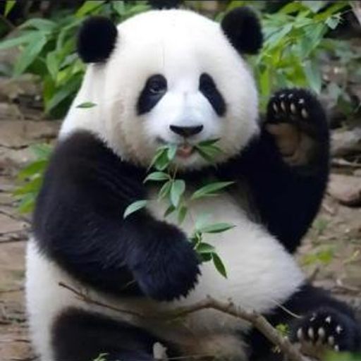 $PANDA