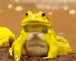 goldentoad