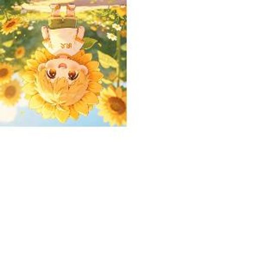 太阳花