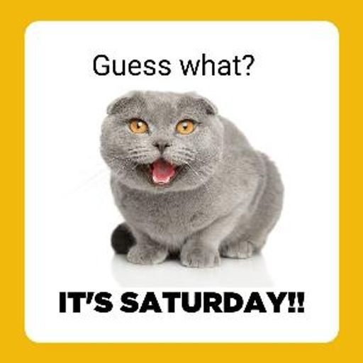 SATURDAY CAT