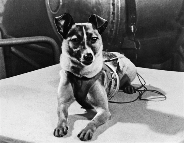 Laika