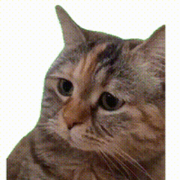 委屈猫