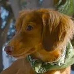 ROSCOE