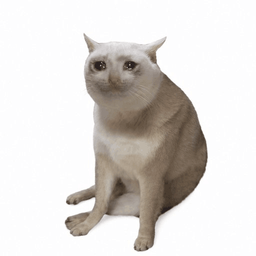Cash Cat