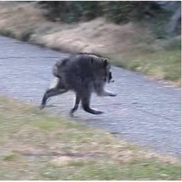 Jimothy The Raccoon