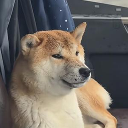 金豆