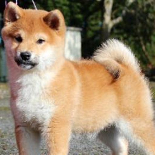 Nakamoto