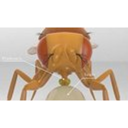 永生果蝇