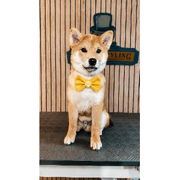 BAO