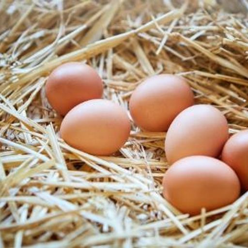 EGG