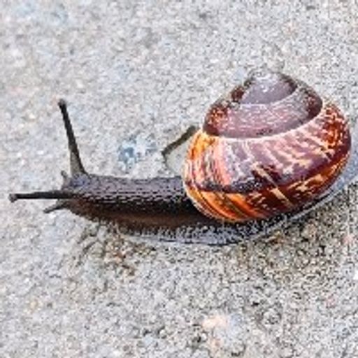 Snail