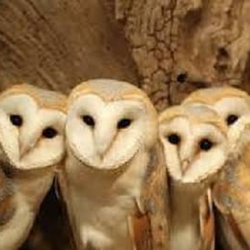 OWLS