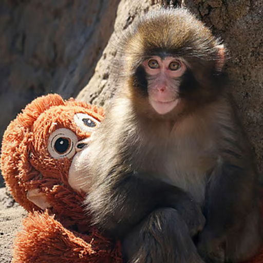 MONKEY